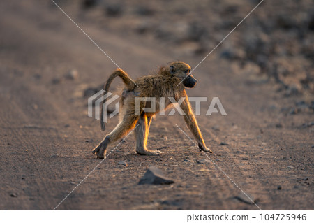 Chacma baboon crosses sandy road in sunshine 104725946