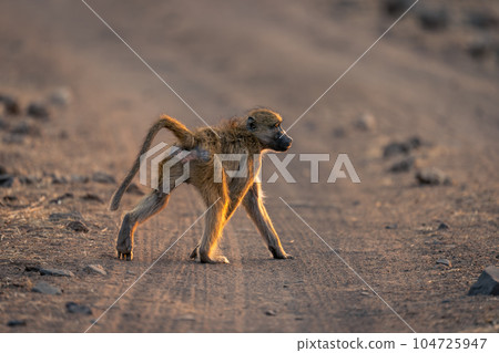 Chacma baboon crosses sandy track in sunshine Chacma baboon crosses sandy track in sunshine 104725947