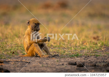 Chacma baboon sits looking down at plant 104725957