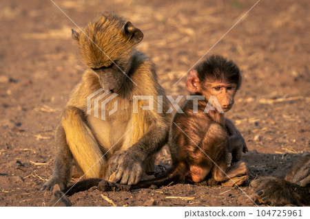 Chacma baboon sits on ground with baby 104725961