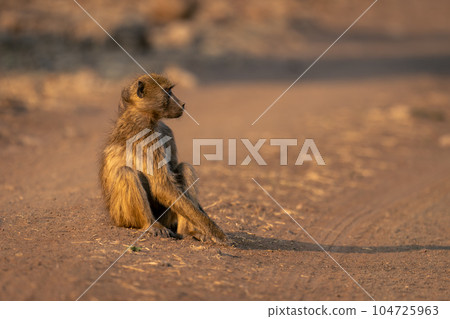 Chacma baboon sits on track casting shadow 104725963