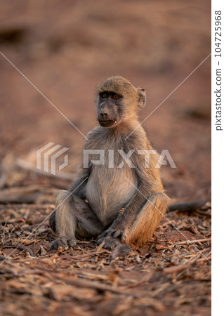 Chacma baboon sits staring on sandy ground 104725968