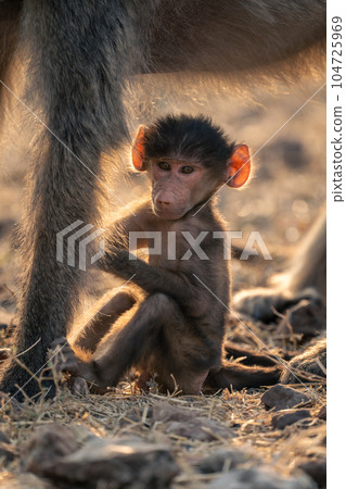 Chacma baboon sits under mother watching camera 104725969