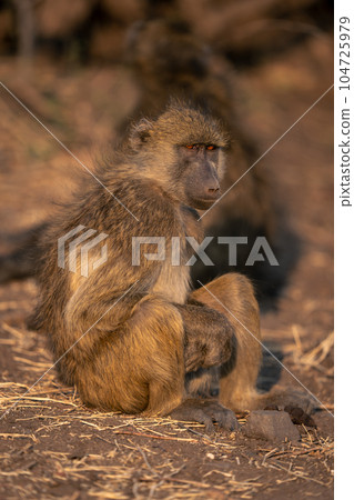 Chacma baboon with catchlight sits on sand 104725979