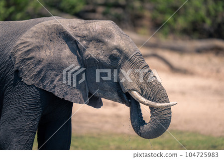 Close-up of African bush elephant dribbling water 104725983
