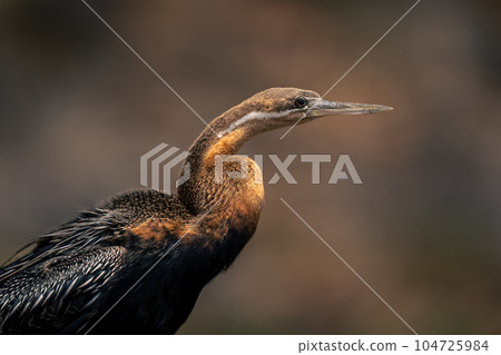 Close-up of African darter head and body 104725984