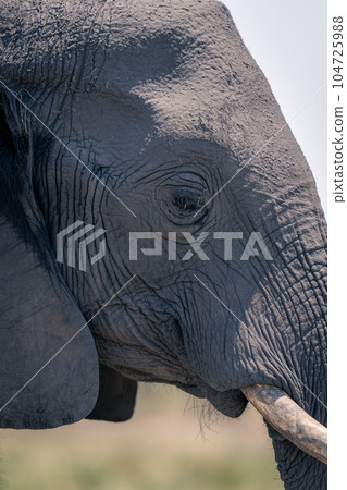 Close-up of African elephant face in profile 104725988