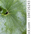 Close-up of Japanese hollyhock leaf with water droplets, background photo 104726243