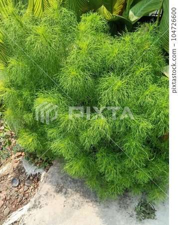 Close up of dogfennel plant  104726600