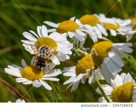 A syrphid fly perched on white chamomile flowers on a summer day. White wildflowers. Pollination of plants by insects. bee-like flie perched on white daisy in close up A syrphid fly perched on white chamomile flowers on a summer day. White wildflowers. Pollination of plants by insects. bee-like flie perched on white daisy in close up 104726658