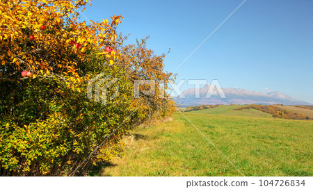 Wild apple tree next to green grass field, mount Krivan (Slovak symbol) with clear sky in distance on sunny autumn day. Wild apple tree next to green grass field, mount Krivan (Slovak symbol) with clear sky in distance on sunny autumn day. 104726834
