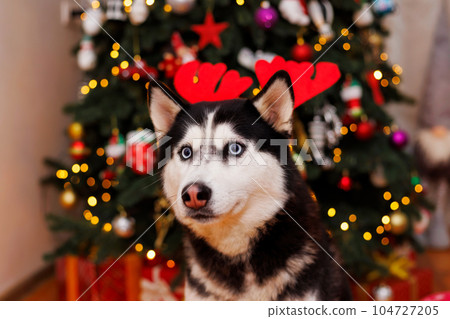 Cute husky dog with reindeer antlers sitting on background of Christmas tree Cute husky dog with reindeer antlers sitting on background of Christmas tree 104727205