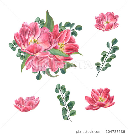 Pink double tulips, eucalyptus, green leaves isolated on white background. Watercolor illustration. For your design, invitation, birthday cards, poster, textile design, prints, pattern Pink double tulips, eucalyptus, green leaves isolated on white background. Watercolor illustration. For your design, invitation, birthday cards, poster, textile design, prints, pattern 104727386
