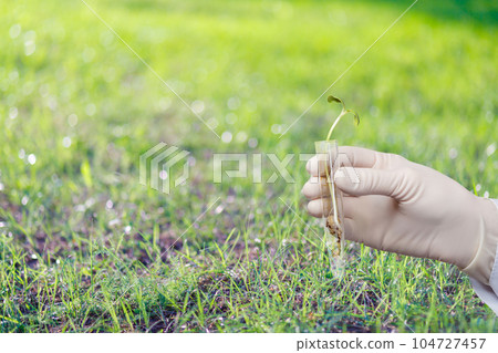The laboratory assistant shows a prototype plant against. The laboratory assistant shows a prototype plant against. 104727457