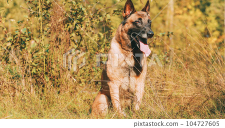 Hand-held Shooting, Hand-held Shot. Malinois Dog Sitting In Autumn Grass. Belgian Sheepdog Are Active, Intelligent, Friendly, Protective, Alert And Hard-working. Belgium, Chien De Berger Belge Dog Hand-held Shooting, Hand-held Shot. Malinois Dog Sitting In Autumn Grass. Belgian Sheepdog Are Active, Intelligent, Friendly, Protective, Alert And Hard-working. Belgium, Chien De Berger Belge Dog 104727605
