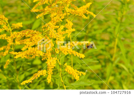Allergy to pollen and plants. Detail of a honey bee pollinating yellow Ambrosia flowers with warm sunlight on a sumer day. Insects are working on ragweed flowers. 104727916