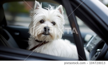West highland white terrier dog sitting behind the wheel of a car. Selective Focus West highland white terrier dog sitting behind the wheel of a car. Selective Focus 104728013