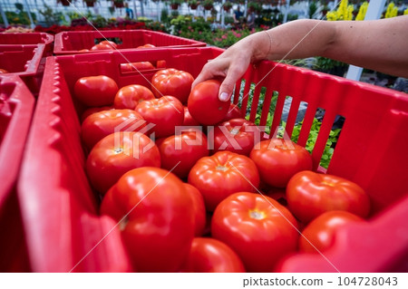 A woman puts a tomato in a box. Work in the greenhouse. Small family business. Field harvesting, organic production 104728043