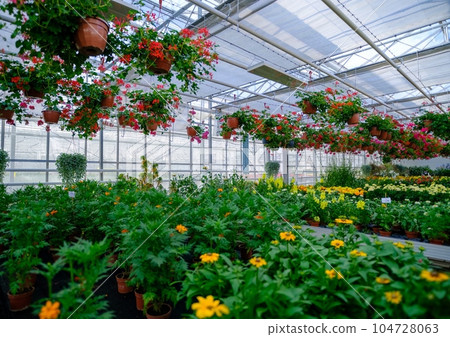 Large glass greenhouse with flowers. Growing flowers in greenhouses. Interior of a modern flower greenhouse. Ecological way of growing. Flowers in flowerpots. 104728063