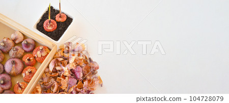 Close up view of planting gladiolus bulbs of soul in flower Close-up of gladiolus bulbs that lie in a wooden box. Close up view of planting gladiolus bulbs of soul in flower Close-up of gladiolus bulbs that lie in a wooden box. 104728079