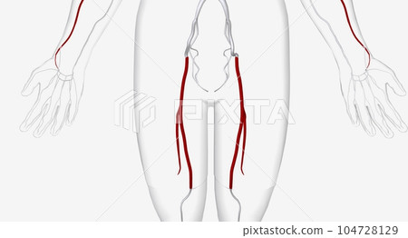 The femoral artery is a large artery in the groin that supplies 104728129