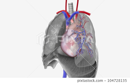 The Heart and Great Vessels The Heart and Great Vessels 104728135