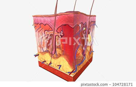 A hemorrhage is bleeding or an abnormal flow of blood. 104728171