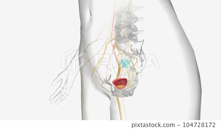 Urinary incontinence is the loss of bladder control 104728172