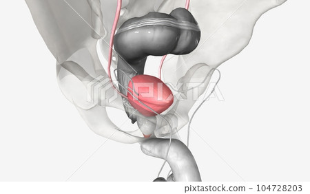 The urinary tract is comprised of the kidney, ureter, bladder, a 104728203
