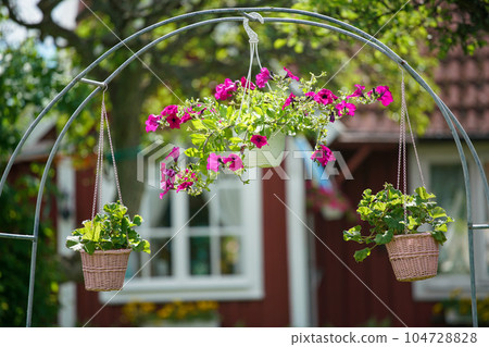 Beautiful red blooming rose flowers bush in home garden at countryside at summer. Decorations and gardening. Beautiful red blooming rose flowers bush in home garden at countryside at summer. Decorations and gardening. 104728828