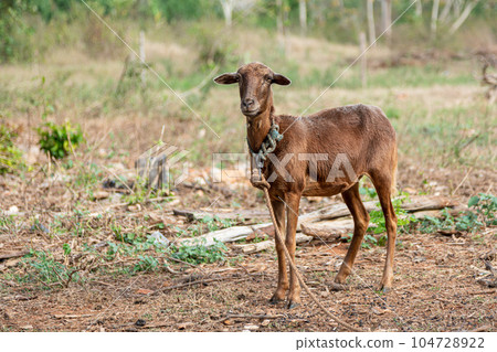 Very skinny and hungry goat tied with rope in the desert, seeking for food and water 104728922