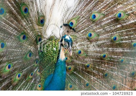 The peafowl (Pavo cristatus), also known as the common peafowl, and blue peafowl 104728923
