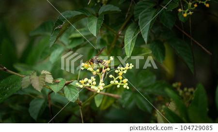 A paper wasp eating on a flower A paper wasp eating on a flower 104729085