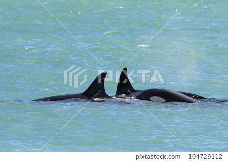 Orcas swimming on the surface, Peninsula Valdes, Patagonia Argentina 104729112