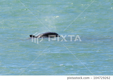Orcas swimming on the surface, Peninsula Valdes, Patagonia Argentina 104729262
