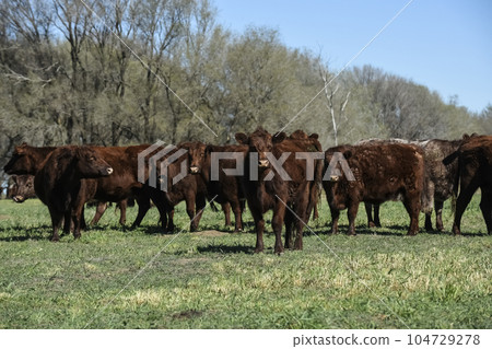 Export cows production in the Argentine countryside, Buenos Aires Province, Argentina.. 104729278