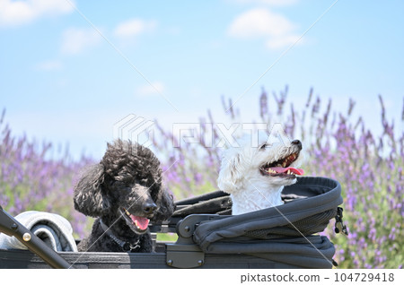 A refreshing summer sky and a lavender field: Two cute toy poodles walking in a dog cart A refreshing summer sky and a lavender field: Two cute toy poodles walking in a dog cart 104729418