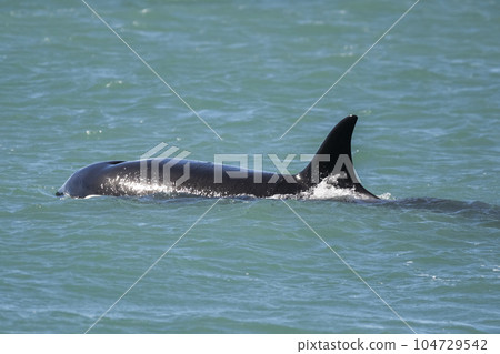 Orca swimming on the surface, Peninsula Valdes, Patagonia Argentina Orca swimming on the surface, Peninsula Valdes, Patagonia Argentina 104729542