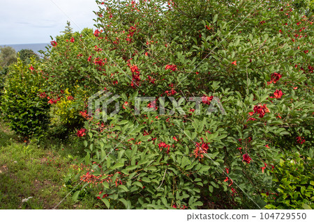 Erythrina crista-galli or cockspur coral tree general view. Erythrina crista-galli or cockspur coral tree general view. 104729550