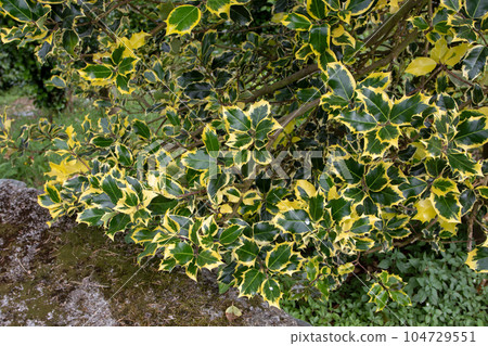 Christmas holly or Ilex aquifolium variegated plant. Christmas holly or Ilex aquifolium variegated plant. 104729551