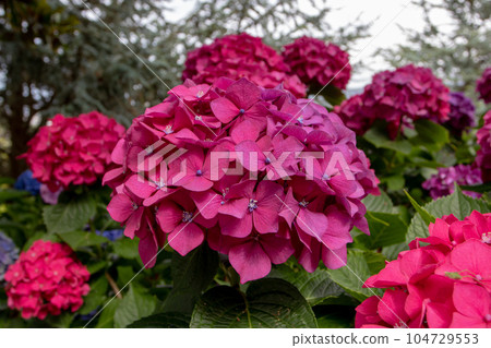 Red hydrangea macrophylla or hortensia flower head closeup 104729553