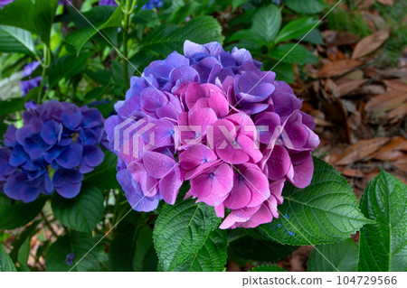 Hydrangea macrophylla or hortensia flower head split down in color. Hydrangea macrophylla or hortensia flower head split down in color. 104729566
