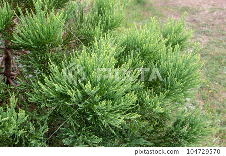 Sequoiadendron giganteum or giant sequoia foliage closeup 104729570