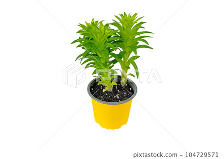 Lilium or lily container plant isolated on white 104729571
