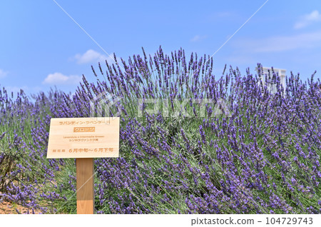 Lavender in full bloom and a refreshing summer sky, Grosso, Shobu-cho, Kuki City, Saitama Prefecture Lavender in full bloom and a refreshing summer sky, Grosso, Shobu-cho, Kuki City, Saitama Prefecture 104729743