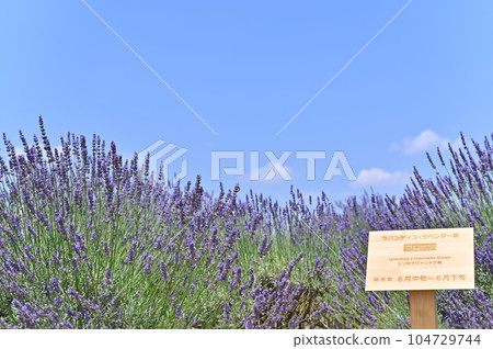 Lavender in full bloom and a refreshing summer sky, Grosso, Shobu-cho, Kuki City, Saitama Prefecture 104729744