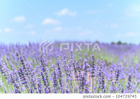 Lavender in full bloom and a refreshing summer sky, Shobu Town, Kuki City, Saitama Prefecture 104729745