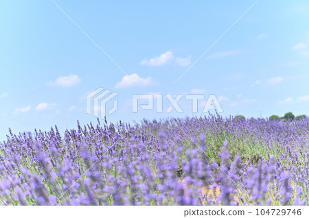 Lavender in full bloom and a refreshing summer sky, Shobu Town, Kuki City, Saitama Prefecture 104729746