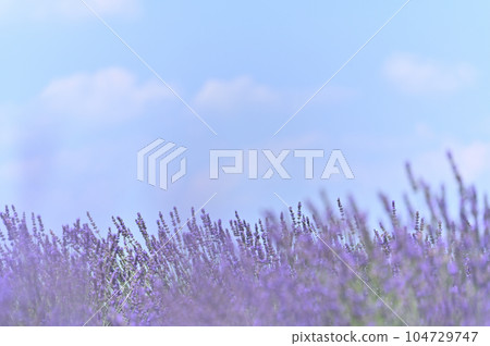 Lavender in full bloom and a refreshing summer sky, Shobu Town, Kuki City, Saitama Prefecture 104729747