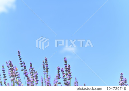 Lavender in full bloom and a refreshing summer sky, Shobu Town, Kuki City, Saitama Prefecture 104729748
